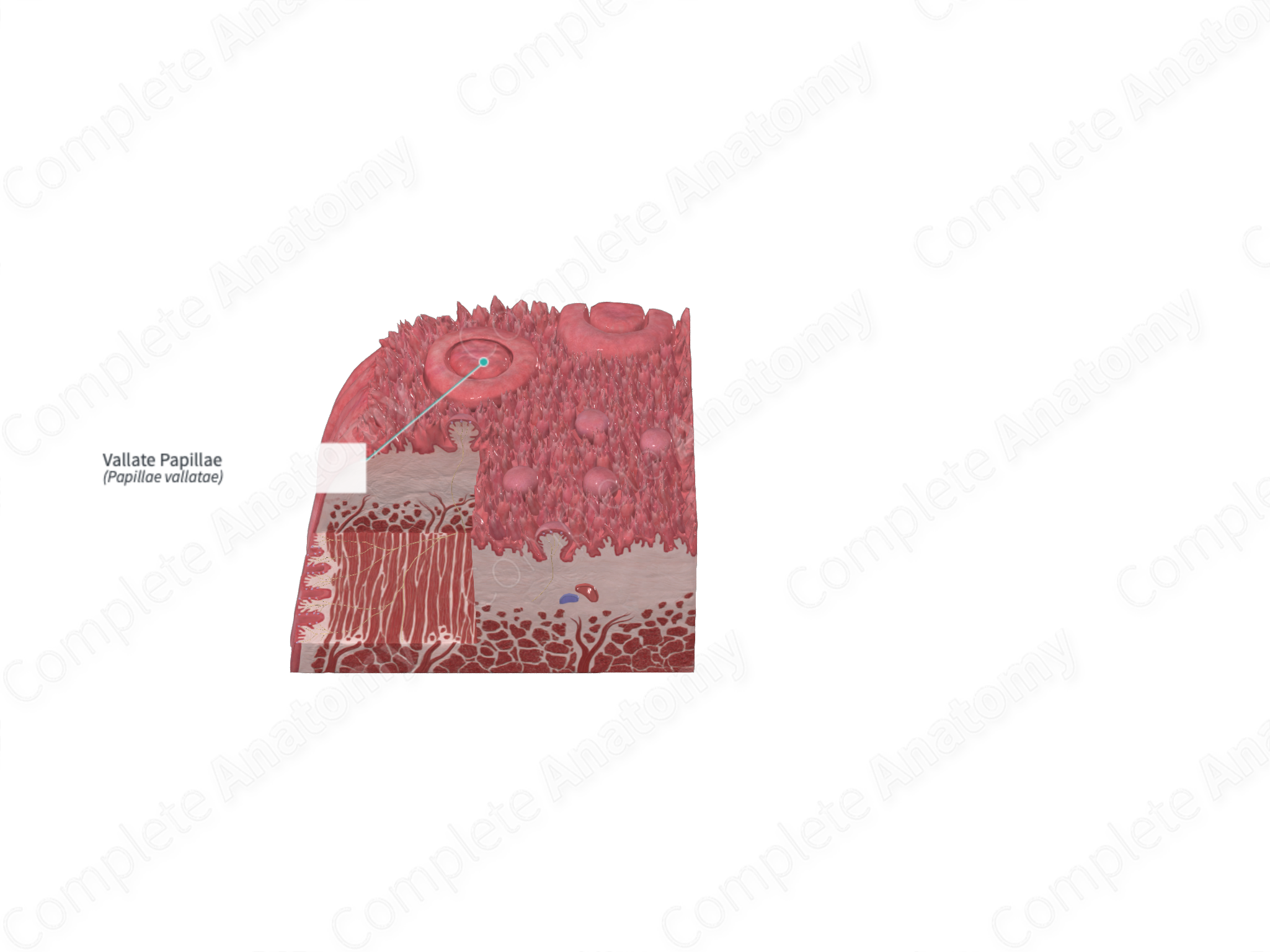 Vallate Papillae Complete Anatomy