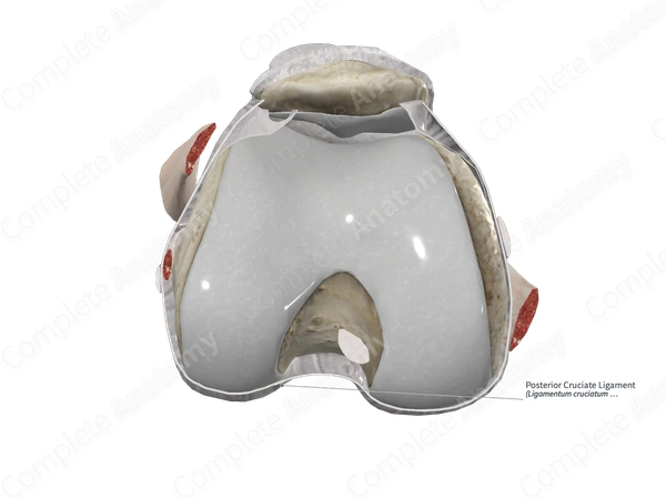 Posterior Cruciate Ligament