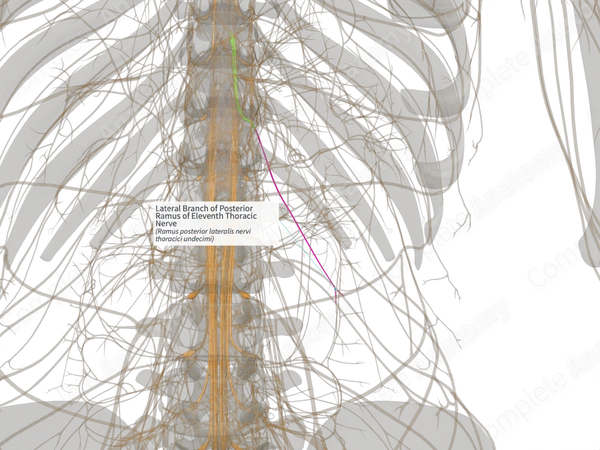 Lateral Branch of Posterior Ramus of Eleventh Thoracic Nerve (Left)