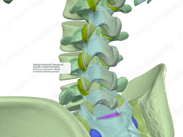Inferior Articular Process of Fourth Lumbar Vertebra (Right)