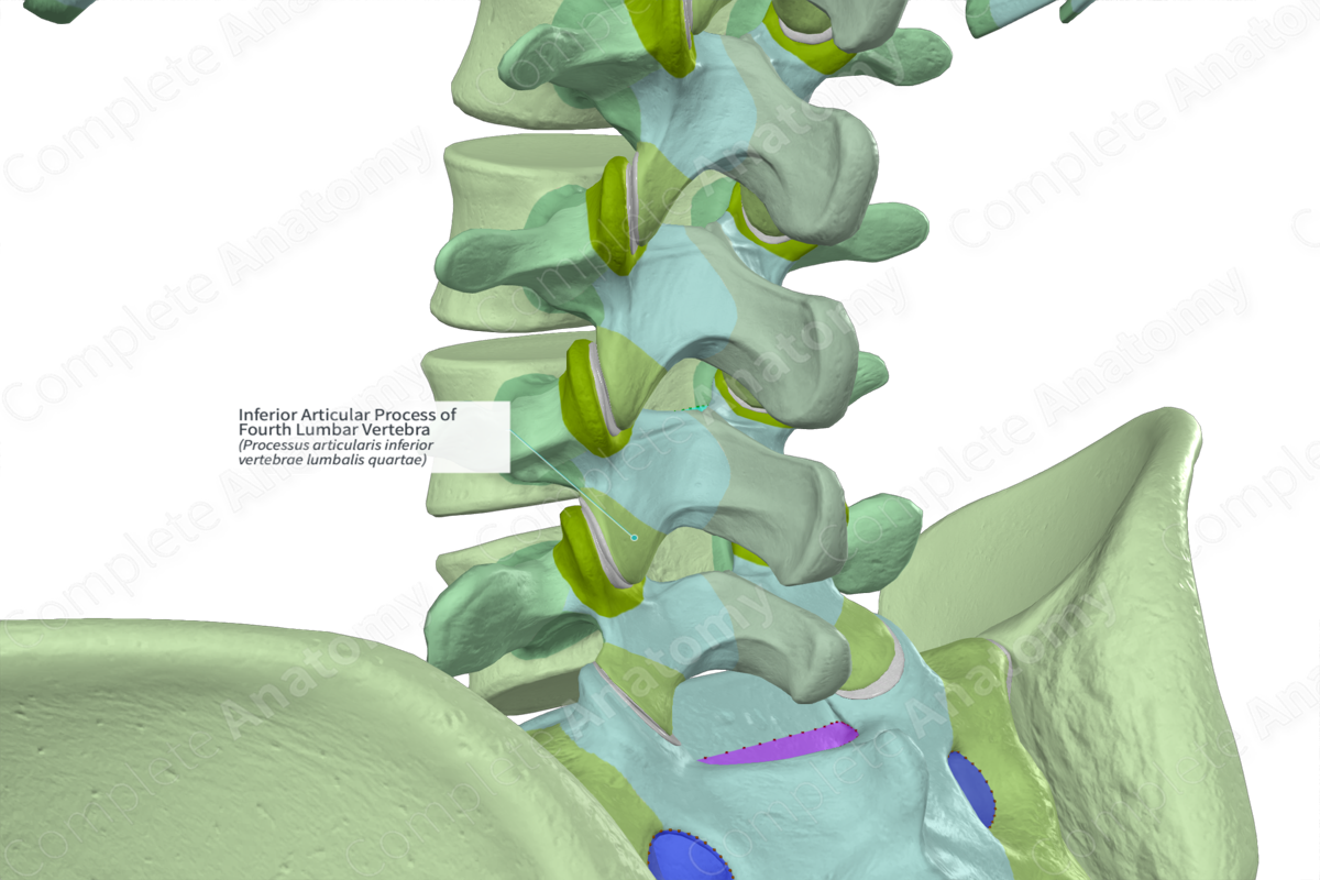 Inferior Articular Process of Fourth Lumbar Vertebra (Right)