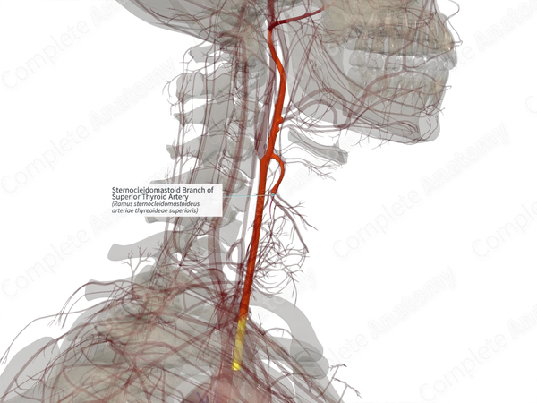 Sternocleidomastoid Branch of Superior Thyroid Artery (Left)