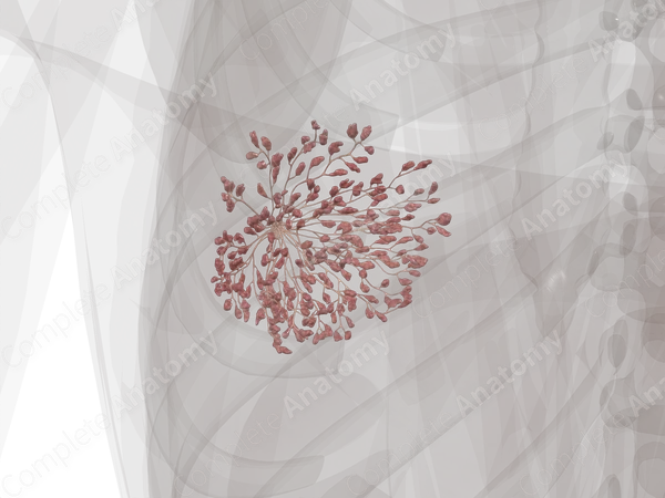 Mammary Gland (Left)