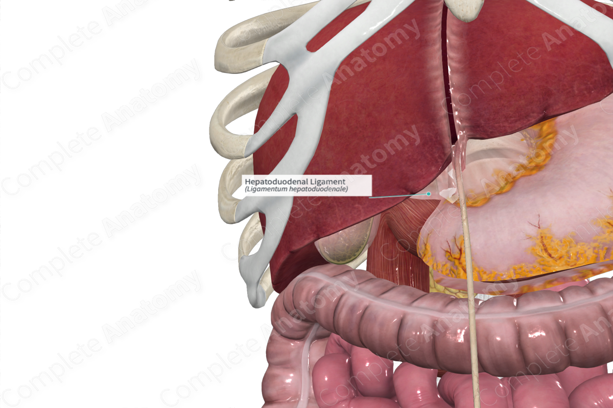 Hepatoduodenal Ligament