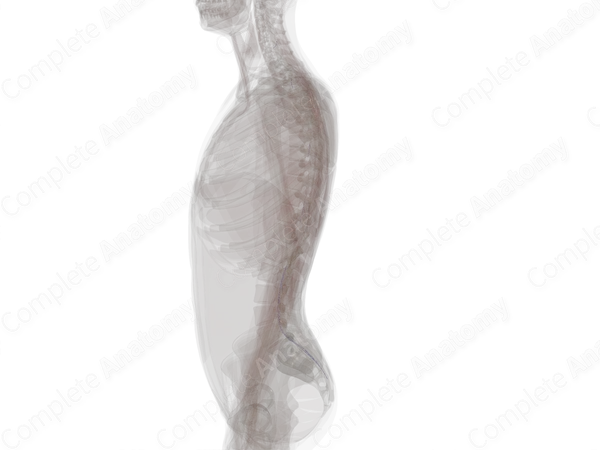 Posterior Segmental Medullary Veins
