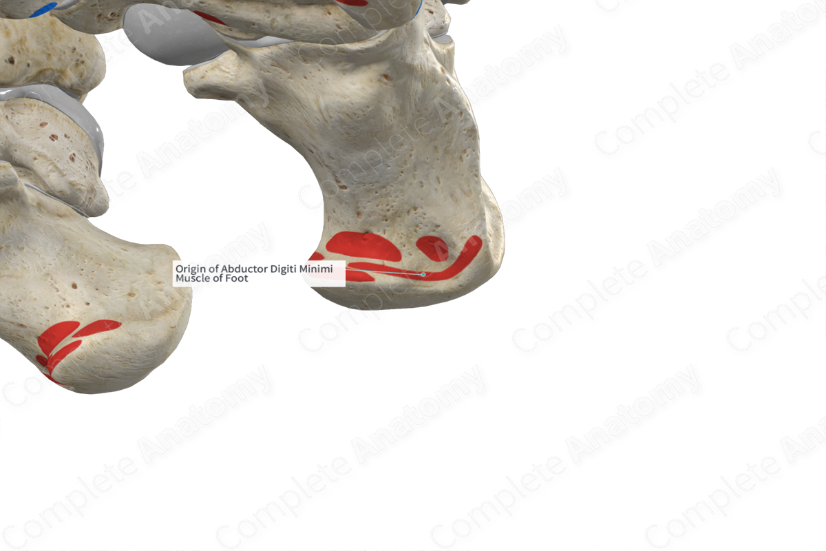 origin-of-abductor-digiti-minimi-muscle-of-foot-complete-anatomy