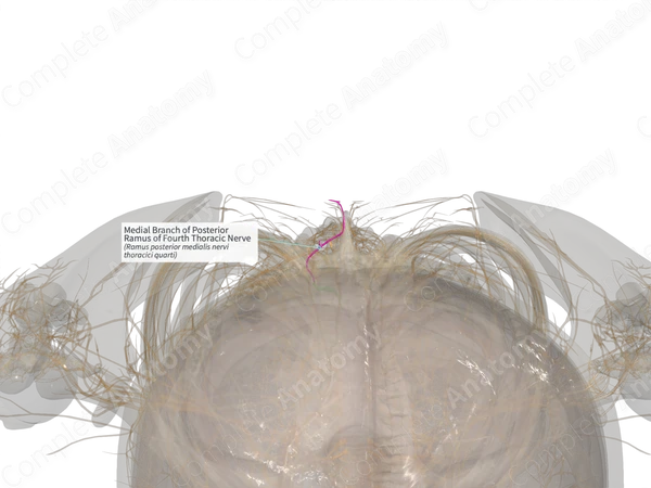 Medial Branch of Posterior Ramus of Fourth Thoracic Nerve (Right)
