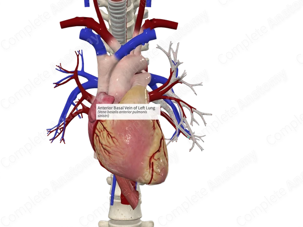 Anterior Basal Vein of Left Lung