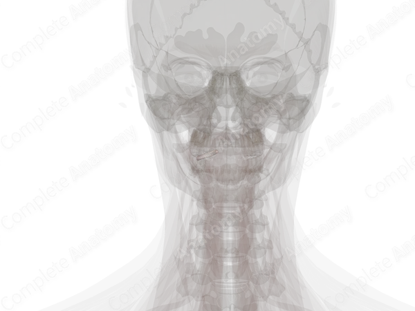 Articular Capsule of Lateral Atlantoaxial Joint (Left)