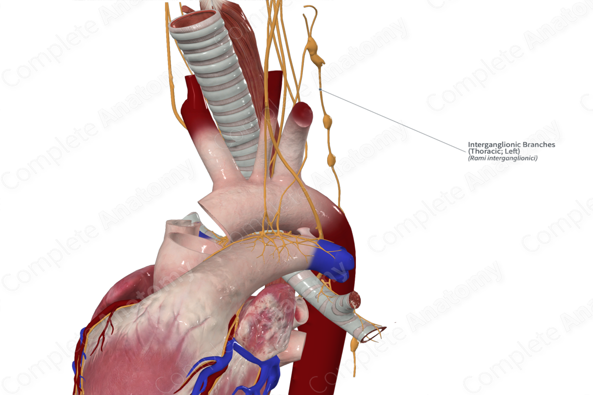 Interganglionic Branches (Thoracic; Left)