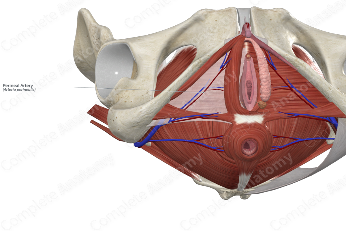 Perineal Artery 