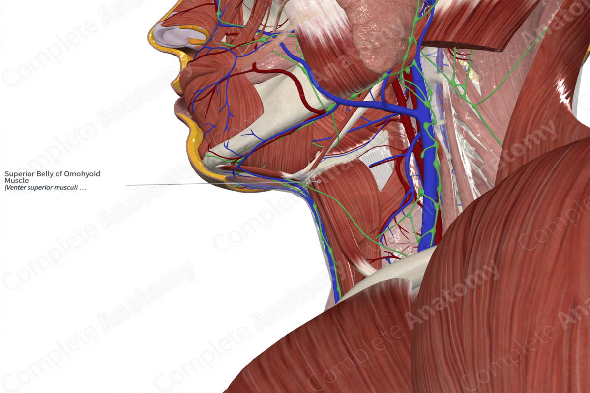 Superior Belly of Omohyoid Muscle 