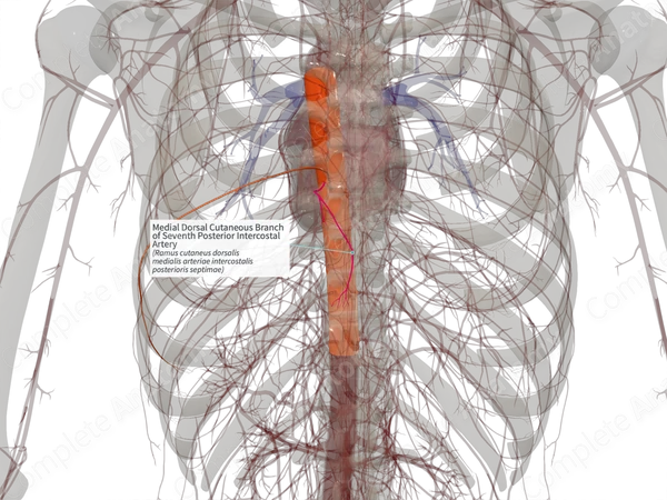Medial Dorsal Cutaneous Branch of Seventh Posterior Intercostal Artery (Right)