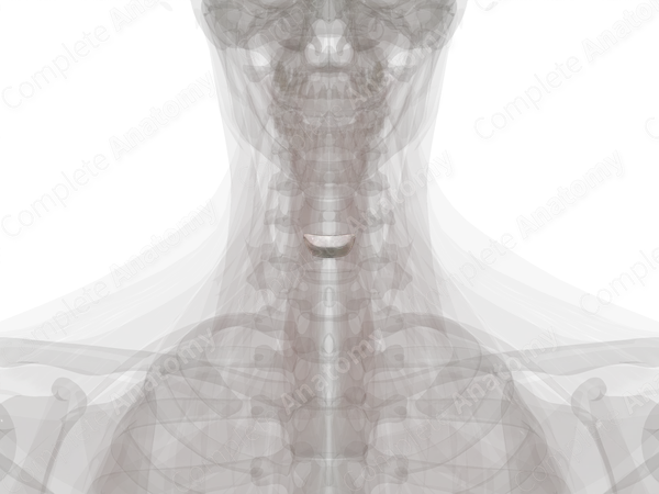 Intervertebral Disc (C5-C6)