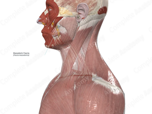 Masseteric Fascia