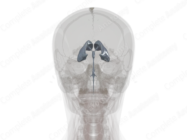 Ventricular System of Brain