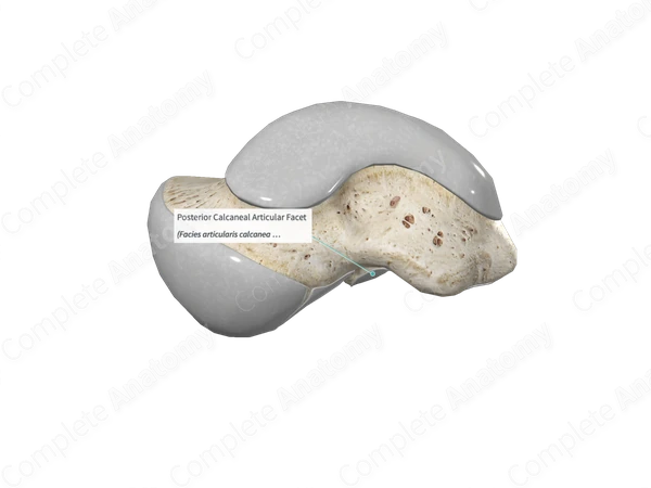 Posterior Calcaneal Articular Facet 