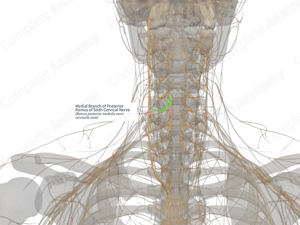 Medial Branch of Posterior Ramus of Sixth Cervical Nerve (Left)