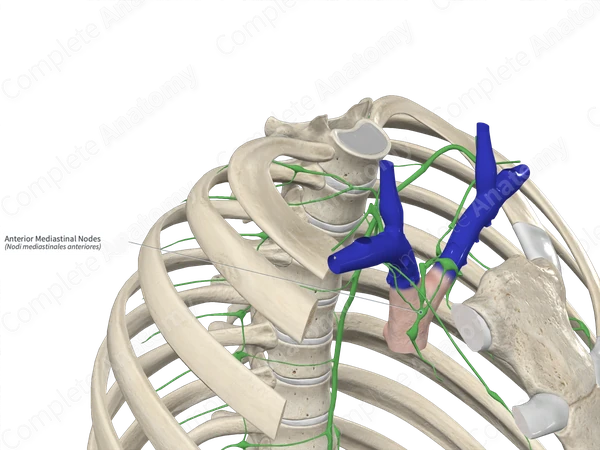 Anterior Mediastinal Nodes
