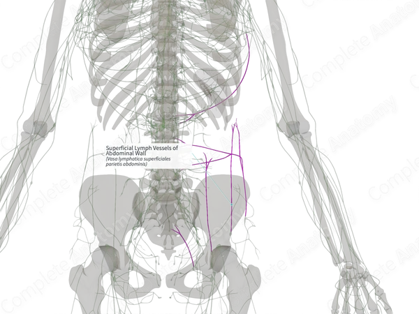 Superficial Lymph Vessels of Abdominal Wall (Left)