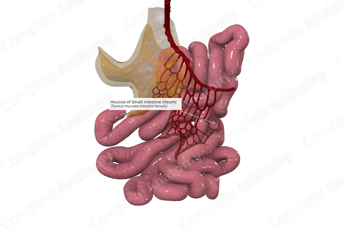 function of small intestine ileum in digestive system