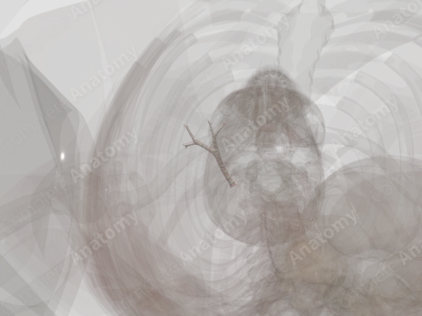 Bronchi of Middle Lobe of Right Lung