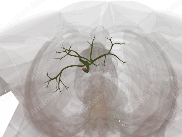 Extrahepatic Bile Ducts
