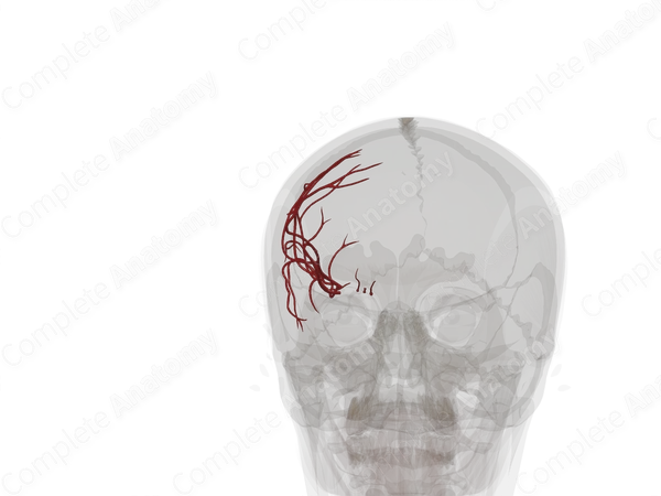 Branches of Middle Cerebral Artery (Left)