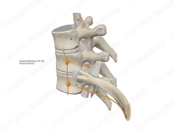 Anulus Fibrosus (T5-T6)