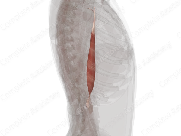Biceps Brachii Muscle (Left)