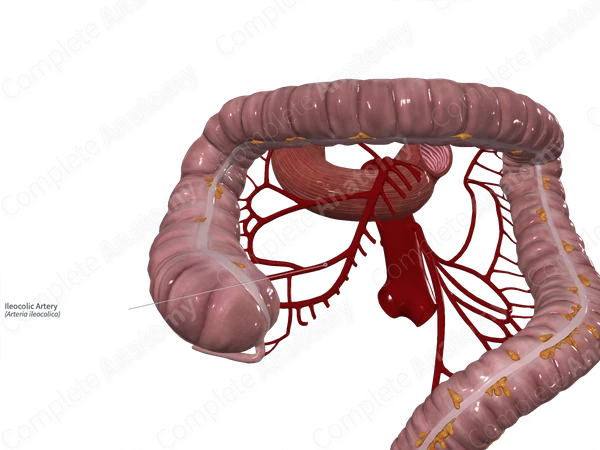 Ileocolic Artery