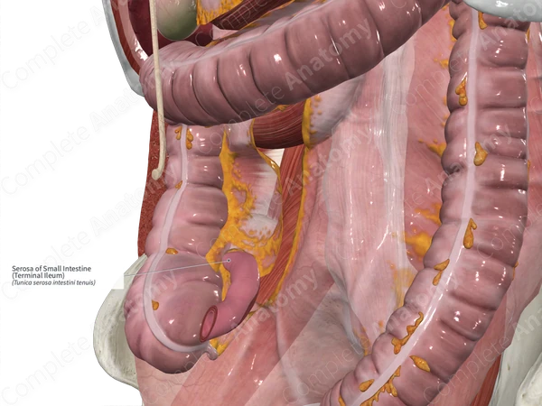 Serosa of Small Intestine (Terminal Ileum)