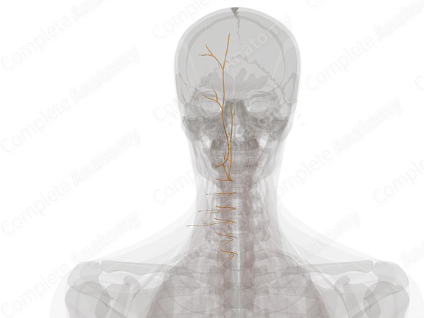 Medial Branches of Posterior Rami of Cervical Nerves (Left)