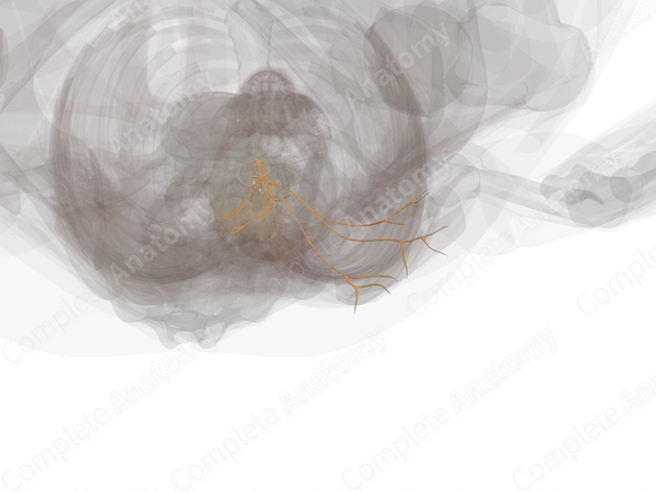 Posterior Rami of Lumbar Nerves (Left)