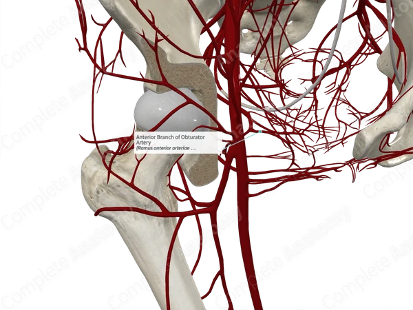 Anterior Branch of Obturator Artery 