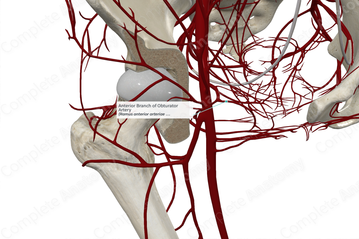 Anterior Branch of Obturator Artery 