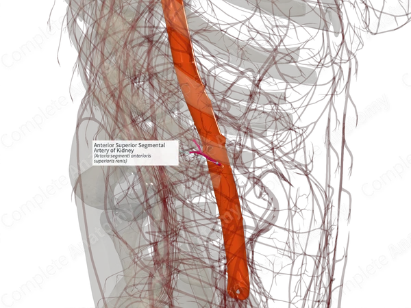 Anterior Superior Segmental Artery of Kidney (Left)