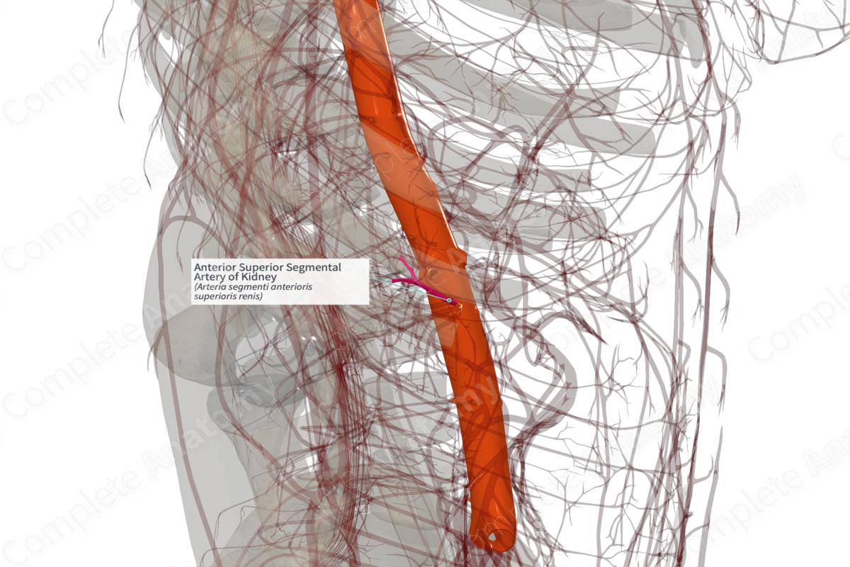 Anterior Superior Segmental Artery of Kidney (Left)