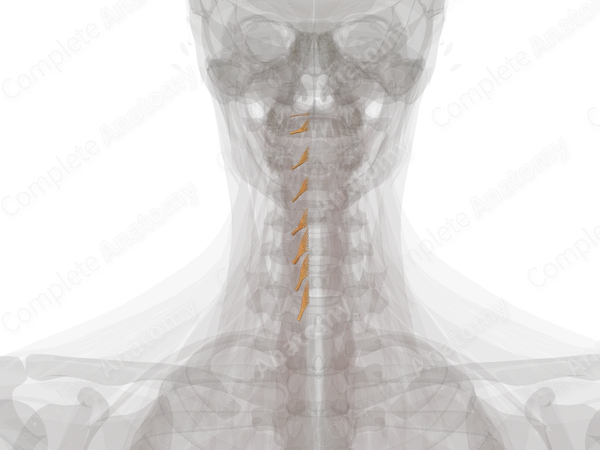 Posterior Roots of Cervical Nerves (Left)