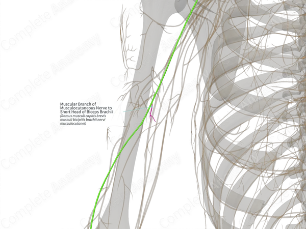 Muscular Branch of Musculocutaneous Nerve to Short Head of Biceps Brachii (Left)