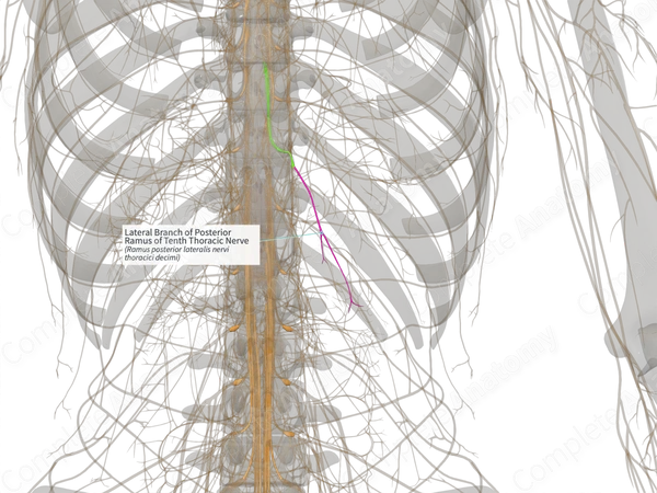 Lateral Branch of Posterior Ramus of Tenth Thoracic Nerve (Left)
