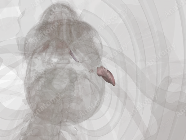 Connective Tissue of External & Middle Ear (Left)