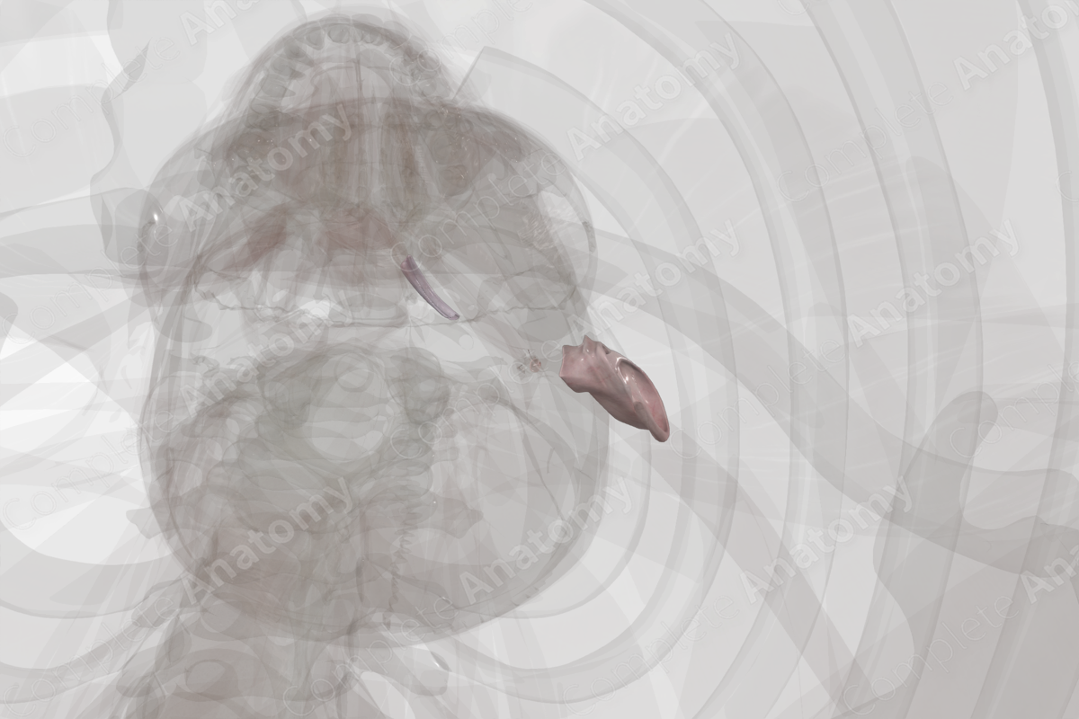 Connective Tissue of External & Middle Ear (Left)
