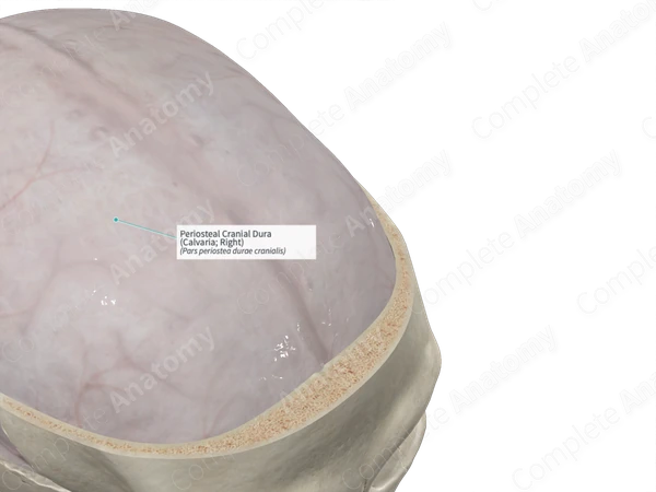 Periosteal Cranial Dura (Calvaria; Right)