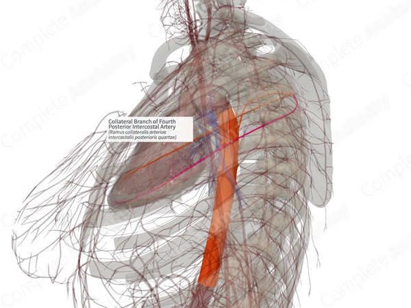 Collateral Branch of Fourth Posterior Intercostal Artery (Right)