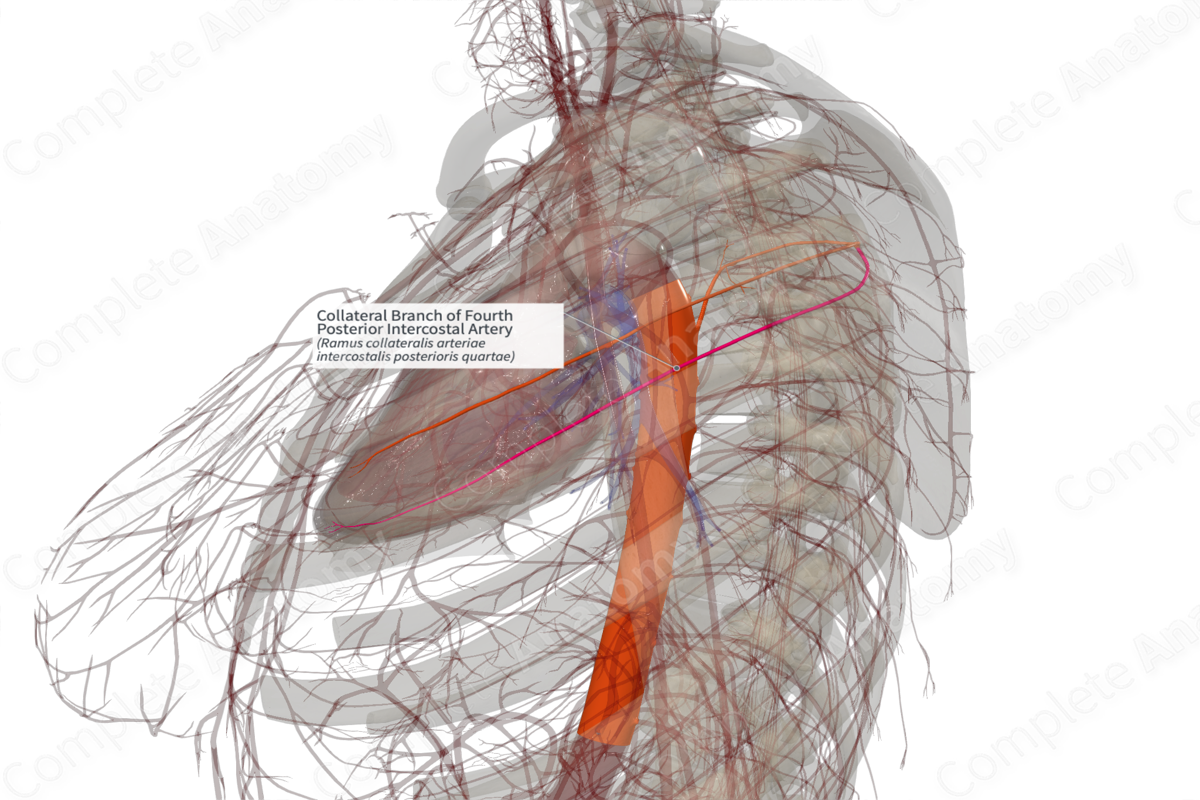 Collateral Branch of Fourth Posterior Intercostal Artery (Right)
