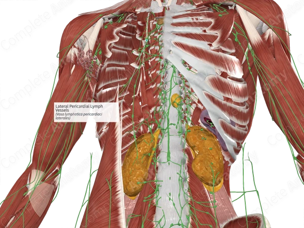 Lateral Pericardial Lymph Vessels