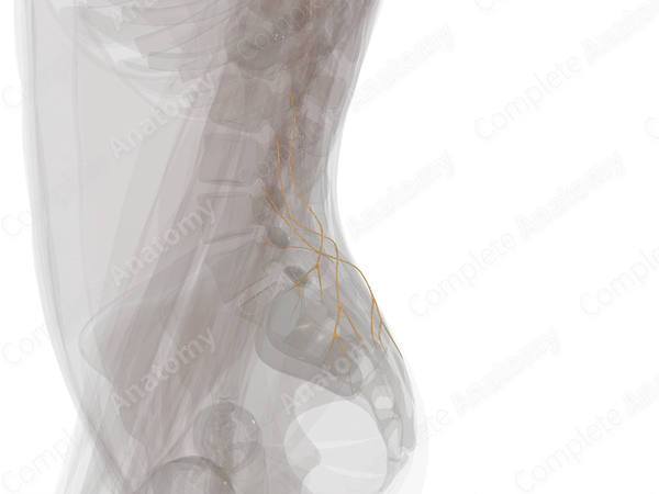 Lateral Branches of Posterior Rami of Lumbar Nerves (Left)