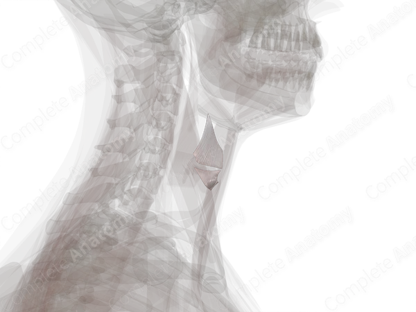 Intrinsic Ligaments and Membranes of Larynx