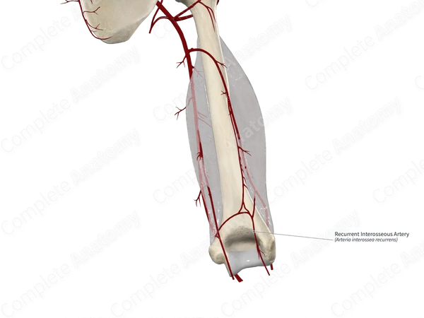 Recurrent Interosseous Artery